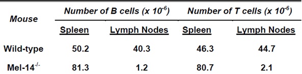 1810_B cells.jpg